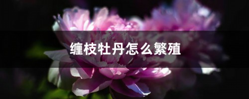 缠枝牡丹怎么繁殖，怎么养