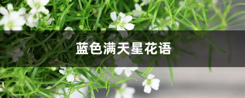 蓝色满天星花语，满天星适合送什么人