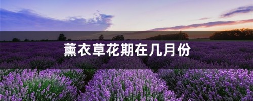 薰衣草花期在几月份，薰衣草一年四季开花吗