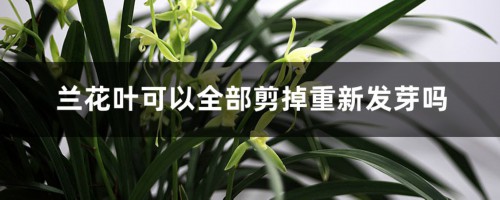 兰花叶可以全部剪掉重新发芽吗