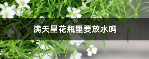 满天星花瓶里要放水吗（干花和鲜花的区别）