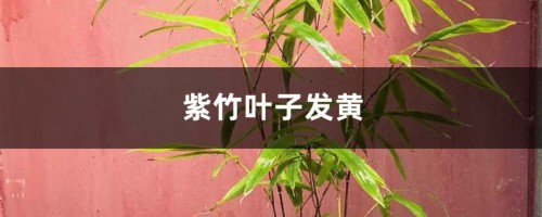 紫竹黄叶的原因和处理办法