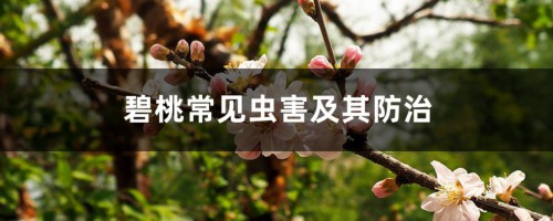 碧桃常见虫害及其防治