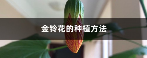 金铃花的种植方法