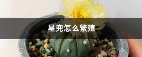 星兜怎么繁殖